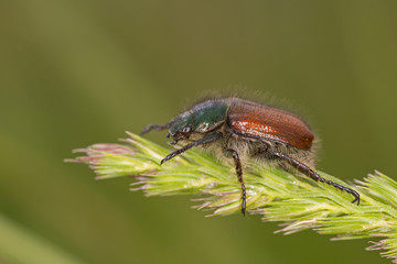 Phyllopertha horticola, the garden chafer or garden foliage beetle, is a beetle from the family Scarabaeidae.