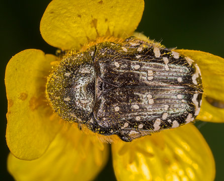 Oxythyrea funesta is a phytophagous beetle species belonging to the family Cetoniidae.