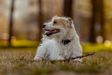 portrait of jack russell long hair in nature