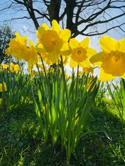 Sprinng daffodils in derby town