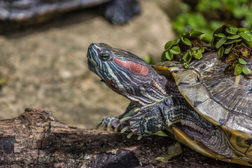 Portrait of a little Yellow bellied slider (Trachemys scripta)