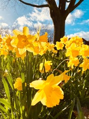 Fototapeta premium Sprinng daffodils in derby town
