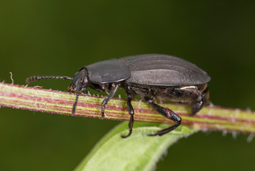 Silpha obscura Linnaeus, 1758 - Silphidae : Female. 
