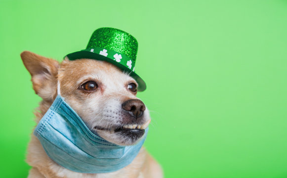 Cute dog in Leprechaun wearing protective face mask on a green background. March 17, happy st patricks day Coronavirus concept Pandemic quarantine