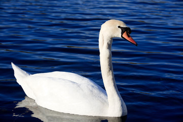 Oleggio (NO), Italy - June 05, 2017: Swan on Ticino river. Oleggio, lonate Pozzolo, Lombardy, Italy