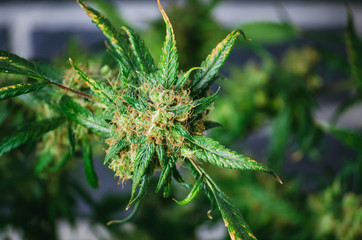 Hemp varieties - Haze