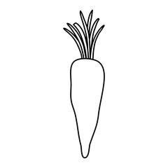 fresh carrot vegetable isolated icon vector illustration design