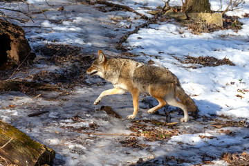 The coyote (Canis latrans) is native animal to North America