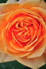 Close-up​ Orange rose on black background​ at​ Royal Agricultural Station Angkhang, Pak Pai village A.Fang, Chiangmai Province, Thailand