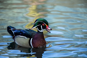 Duck. Wood duck, drake. Beautiful american duck.