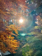 Obraz na płótnie Canvas sun rays through the trees, hope