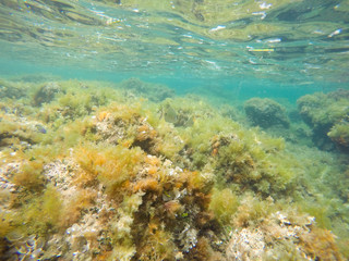 Underwater image Las Rotas San Antonio cape nature reserve Denia Alicante Spain