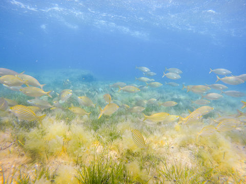 Underwater image Las Rotas San Antonio cape nature reserve Denia Alicante Spain
