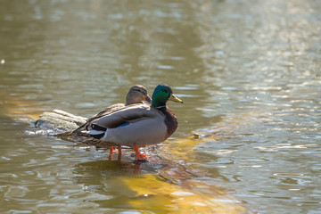 Obraz premium Duck. Mallard duck on the river.