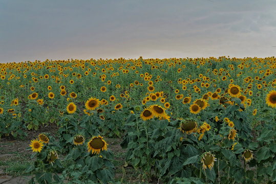 Pole słonecnzik&oacute;w we wschodniej Rumunii