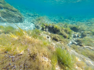 Underwater Mediterranean sea Ibiza Balearic islands Spain