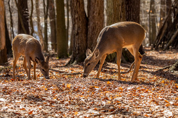 White-tailed deer in the spring forest. Natural scene from Wisconsin state forest.