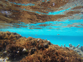 Underwater Mediterranean sea Ibiza Balearic islands Spain