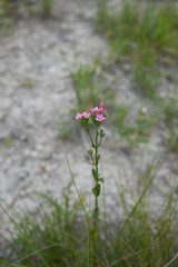 Centaurium erythraea