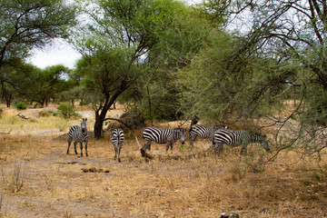 Fototapeta na wymiar Group of zebras between acacias on the yellow savanna of Tarangire National Park, in Tanzania