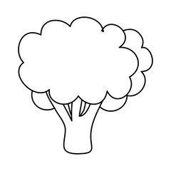 fresh broccoli vegetable isolated icon vector illustration design