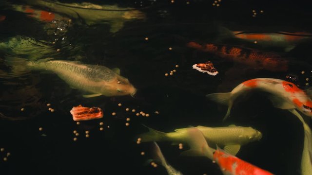 Koi fish or Amur carp fish slow motion swimming in pond. It more specifically nishikigoi and colored varieties of carp in outdoor pond or garden and waterfall. It golden red orange and yellow of body 