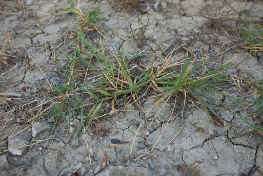 Cynodon dactylon