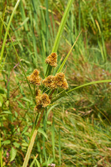 Cyperus glomeratus