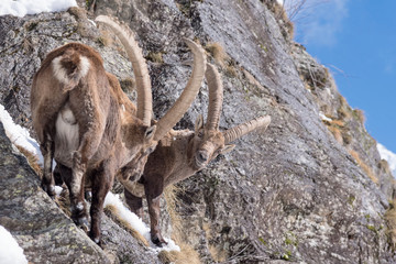 Group of ibexes on the rock (Capra ibex)