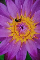  Close​ ​up​ bee on pink​ lotus flower​ at​ ubon ratchathani thailand on​ green 
