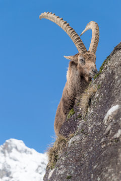 Mountain ibex on the rock (Capra ibex)