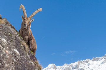 Ibex in the Alps (Capra ibex)