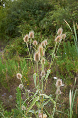Dipsacus fullonum