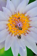  Close​ ​up​ bee on white​ lotus flower​ at​ ubon ratchathani thailand on​ green 