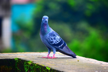 A dove is a little bird with a round body, small head and short legs that makes cooing sounds.