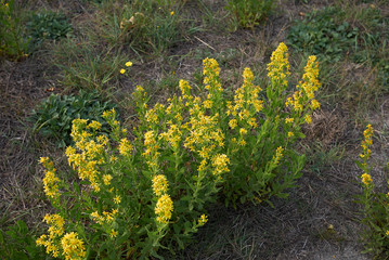 Dittrichia viscosa 
