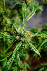 Hemp varieties - Haze