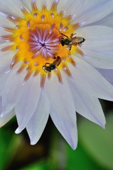  Close​ ​up​ bee on white​ lotus flower​ at​ ubon ratchathani thailand on​ green background