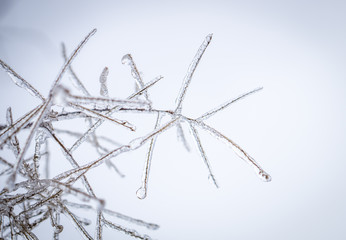 Frozen tree