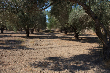 Rhodes / Greece - June 23, 2014: Greek olive trees in Rhodes, Dodecanese Islands, Greece.