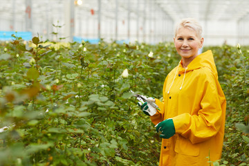 Portrait of mature gardener in yellow coat looking at camera while cutting flowers with scissors in greenhouse