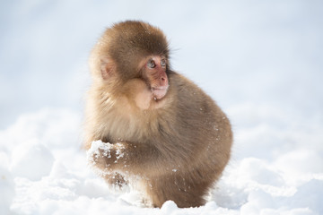 snow monkey 子どもの猿