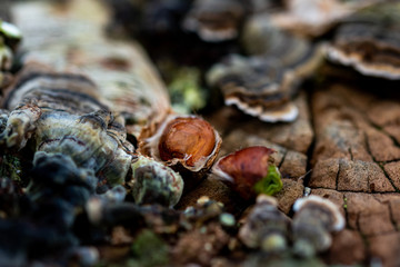 Mushroom on a tree