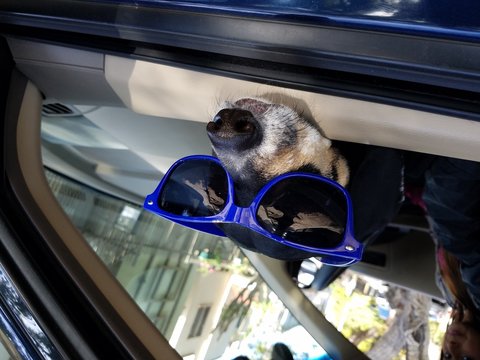 Dog Wearing Sunglasses By Woman Sitting In Car