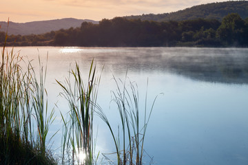 Morning landscape with reed and fog