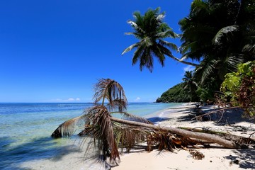Palmier couché sur le sable, Seychelles