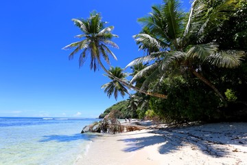 Fototapeta na wymiar Palmier couché sur le sable, Seychelles
