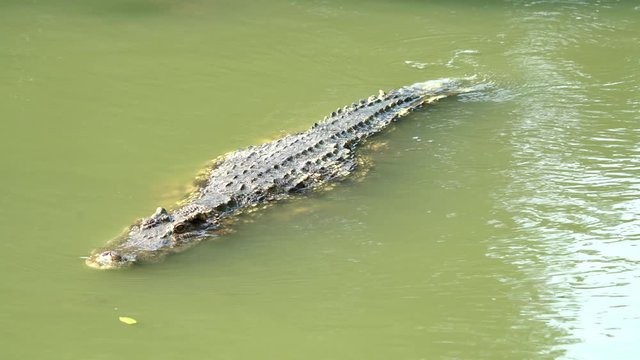 crocodile swimming in the river