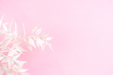 Fototapeta premium Fresh white branch on pink background