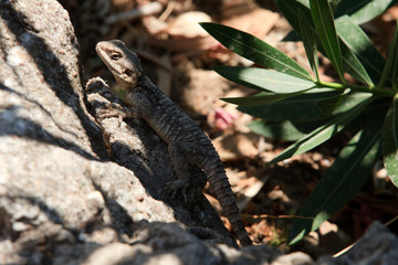 Rhodes / Greece - June 23, 2014: The typical lizard named Roughtail rock agama, hardun (Agama stellio, Stellio stellio), juvenile, Rhodes, Dodecanese Islands, Greece.